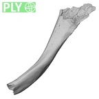 Pav1-44 Homo sapiens clavicle left ply