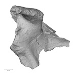 Pav1-45 Homo sapiens scapula right anterior