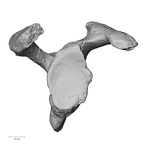 Pav1-45 Homo sapiens scapula right lateral