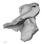 Pav1-45 Homo sapiens scapula right posterior
