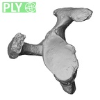 Pav1-45 Homo sapiens scapula right ply