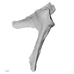 Pav1-46 Homo sapiens scapula left anterior