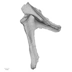 Pav1-46 Homo sapiens scapula left posterior
