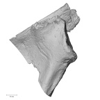 Pav1-46 Homo sapiens scapula left anterior