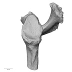 Pav1-46 Homo sapiens scapula left lateral