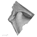 Pav1-46 Homo sapiens scapula left posterior