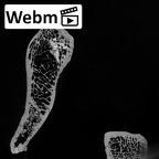 Pav1-46 Homo sapiens scapula left ct stack movie