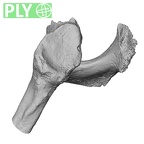 Pav1-46 Homo sapiens scapula left ply