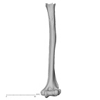 Pav1-47 Homo sapiens humerus left anterior