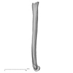 Pav1-47 Homo sapiens humerus left medial