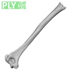 Pav1-47 Homo sapiens humerus left ply
