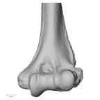 Pav1-47 Homo sapiens humerus left distal anterior