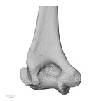 Pav1-47 Homo sapiens humerus left distal posterior