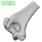 Pav1-47 Homo sapiens humerus left distal ply