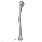 Pav1-48 Homo sapiens humerus right anterior
