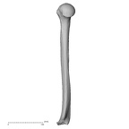 Pav1-48 Homo sapiens humerus right medial