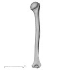 Pav1-48 Homo sapiens humerus right posterior
