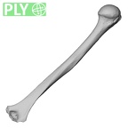 Pav1-48 Homo sapiens humerus right ply
