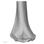 Pav1-48 Homo sapiens humerus right distal anterior