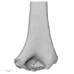Pav1-48 Homo sapiens humerus right distal posterior