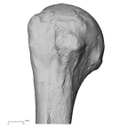 Pav1-48 Homo sapiens humerus right proximal anterior