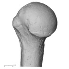 Pav1-48 Homo sapiens humerus right proximal medial