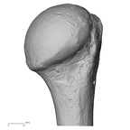 Pav1-48 Homo sapiens humerus right proximal posterior