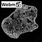 Pav1-48 Homo sapiens humerus right proximal ct stack movie