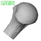 Pav1-48 Homo sapiens humerus right proximal ply