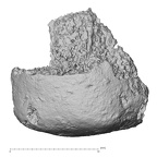 Pav1-49 Homo sapiens ulna anterior