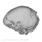 Pav1-49 Homo sapiens ulna distal