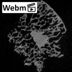 Pav1-49 Homo sapiens ulna ct stack movie