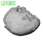 Pav1-49 Homo sapiens ulna ply