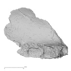 Pav1-4 Homo sapiens cranium view 2