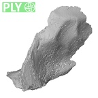 Pav1-4 Homo sapiens cranium ply