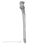 Pav1-50 Homo sapiens ulna left anterior
