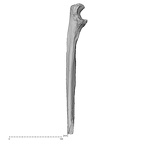 Pav1-50 Homo sapiens ulna left medial