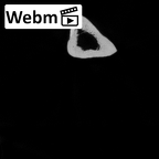 Pav1-50 Homo sapiens ulna left ct stack movie