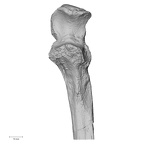 Pav1-50 Homo sapiens ulna left proximal anterior