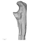 Pav1-50 Homo sapiens ulna left proximal lateral
