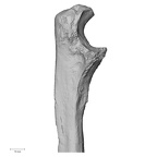 Pav1-50 Homo sapiens ulna left proximal medial