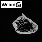Pav1-50 Homo sapiens ulna left proximal ct stack movie