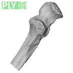 Pav1-50 Homo sapiens ulna left proximal ply