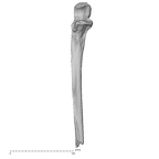 Pav1-51 H. sapiens ulna right