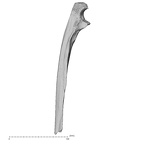 Pav1-51 Homo sapiens ulna right lateral