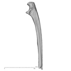Pav1-51 Homo sapiens ulna right medial
