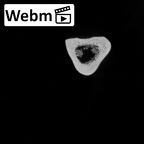 Pav1-51 Homo sapiens ulna right ct stack movie