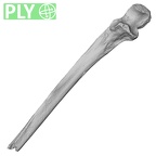 Pav1-51 Homo sapiens ulna right ply