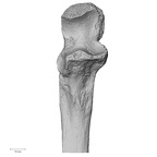 Pav1-51 H. sapiens ulna right proximal