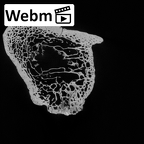 Pav1-51 Homo sapiens ulna right proximal ct stack movie